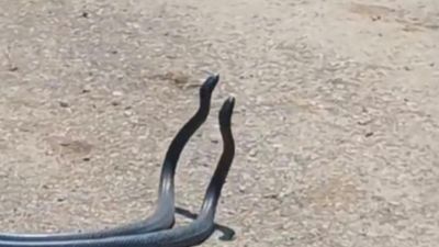 Osmaniye'de yılanların dansı