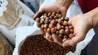 Fındık alım sezonu öncesi Rekabet Kurumu’ndan uyarı