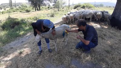 Bolu'da başıboş köpekler sürüye saldırdı: Hayvan sahibi isyan etti