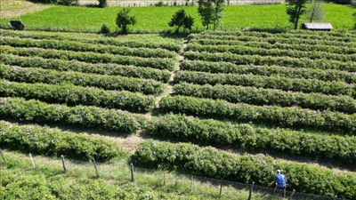 Mis kokulu hasat başladı; Çıkan yağı dünya kullanıyor...