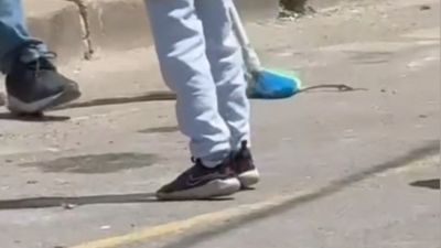 İstanbul'da yılan alarmı: 7 ilçede birden fazla ihbar yapıldı