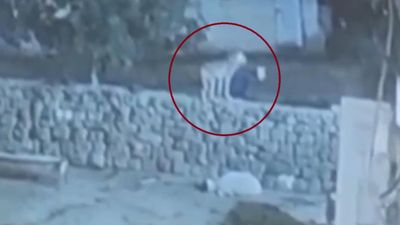 Diyarbakır'da bir koyunun, kurttan ölü taklidi yaparak kurtulduğu anlar kamerada