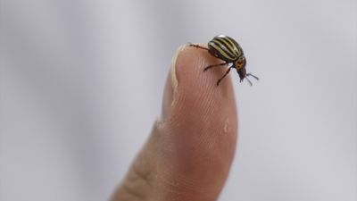 Uzmanlar uyardı: İklim değişikliği ve habitat bozulması kene tehlikesini artırıyor