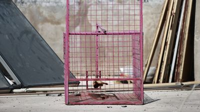 Mersin'de evlere giren maymunun yakalanması için kafes kuruldu