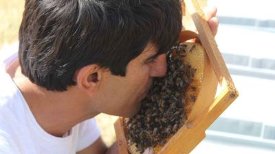 Arıları öpebilen adam! Gerçekten 
