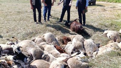 Muş'ta panikleyen koyunlar birbirini ezdi: 150 hayvan telef oldu