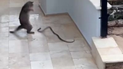 Antalya'da apartmana girmeye çalışan yılanın sokak kedisi ile kavgası kameralarda