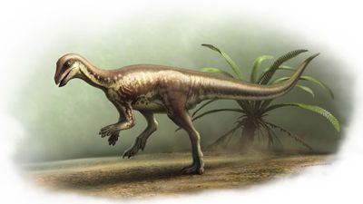 Bu köpek büyüklüğündeki dinozor yaklaşık 150 milyon yıl önce yaşadı