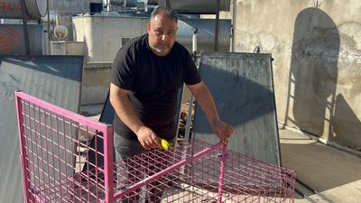 Mersin'de çatılara kurulan kafes de işe yaramadı: Firari maymun hala yakalanamadı