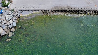 Marmara Denizi'nin ara tabakasında müsilaj tehlikesi sürüyor