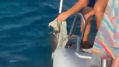 Antalya'da yavru caretta caretta balıkçılar tarafından kurtarıldı