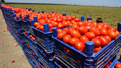 Adana'da domatesin tarlada kilogram fiyatı 3 liraya kadar düştü