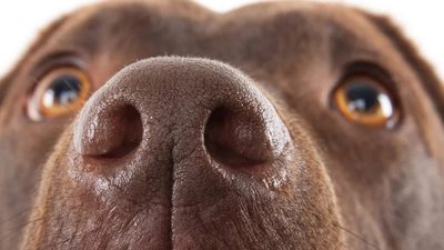 Köpeklerin Burnunu Bile Aldatıyor! Bu Maddeyi Koklayamıyorlar...