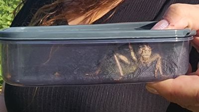 Kırşehir'de 'yamyam tombul çekirge' görüldü