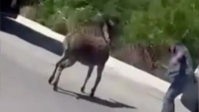 İstanbul'da başıboş eşek vatandaşları kovaladı