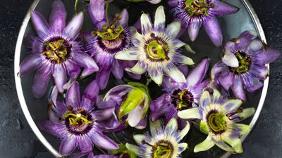 Passiflora ne işe yarar? Passiflora hangi hastalıklara iyi gelir?