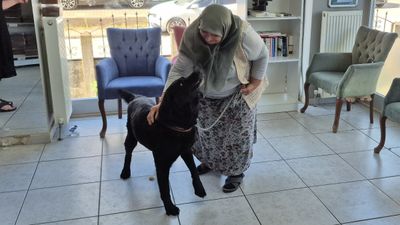 Şikayet üzerine alınan köpeklerini bir yıl sonra çip sayesinde buldular