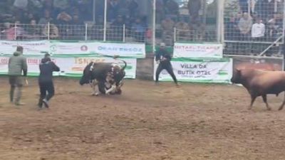 Artvin'de rakibinden kaçan boğa boynuzla bakıcısını yere serdi