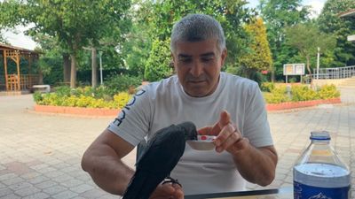 İstanbul'da aç kargayı elleriyle besledi