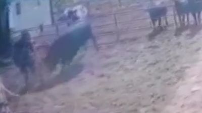 Isparta'da boğanın saldırısına uğrayan besici ağır yaralandı
