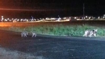 Sarıkamış'ta sıcak görüntüler: Anne ayı ve iki yavrusu gezintiye çıktı