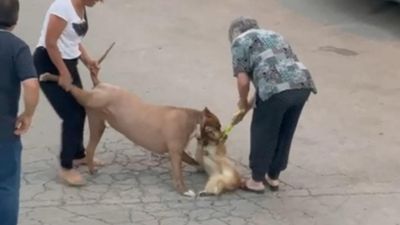 Ankara'da pitbull cinsi köpek hem sahibine hem de köpeğe saldırdı