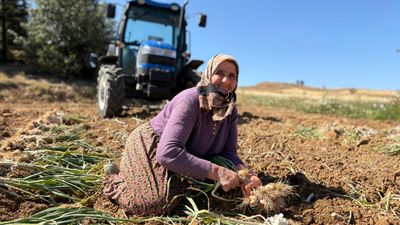 Kastamonu Taşköprü sarımsağında hasat dönemi