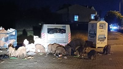 Muğla'da Marmaris Belediyesi’nin ihmali yaban domuzlarını şehre doldurdu