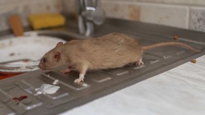 Ne zehir ne tuzak! Fareler bu kokuya dayanamıyor: Bir yaprak yeter