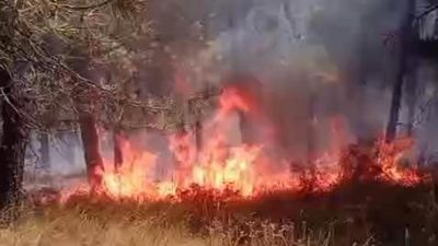 Pendik'te Aydos Ormanı'nda yangın