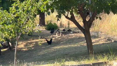Yalova'da küçük ve büyükbaş ile kanatlı hayvan beslemek yasaklandı