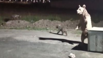 Kars'ta ayı saldırısından son anda kurtuldu