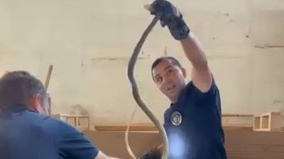 Kastamonu'da bir fabrikada yılan paniği