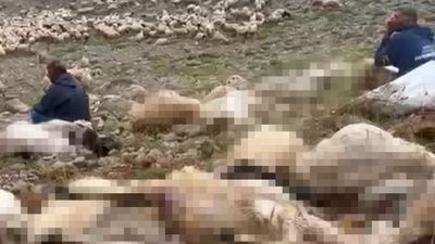 Tunceli'de yıldırım düşmesi: 200 koyun telef oldu