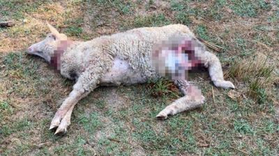 İstanbul'da sokak köpekleri 5 koyunu telef etti