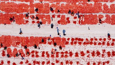 İzmir'de kavurucu sıcakta kuru domates mesaisi başladı