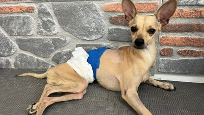Ankara'da ayrılan çift tedavi gören köpeklerini terk etti