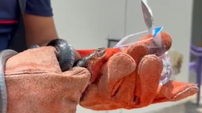 Osmaniye'de ilginç olay: Yakaladığı yılana su içirdi