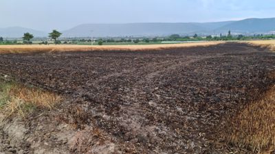 Denizli'de ekili araziye düşen yıldırım 8 ton buğdayı kül etti