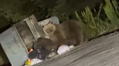 Bursa'da aç kalan ayılar çöplere dadandı