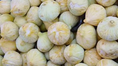 Sezonun beklenen hasadı bereketiyle geldi: Kilosu 200 TL