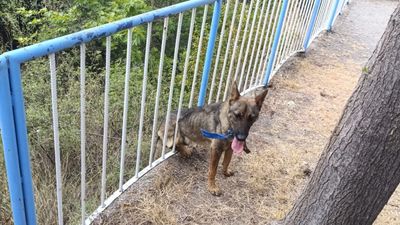 Hatay'da demir korkuluklara sıkışan köpeği itfaiye kurtardı