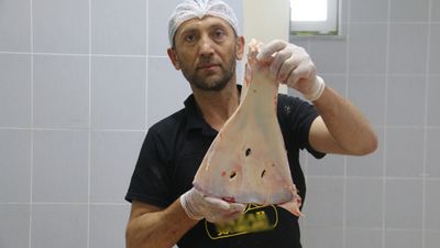 Sivas’ta kasapların yüzyıllık geleneği: Hayvan kemikleri büyüye karşı kırılıyor