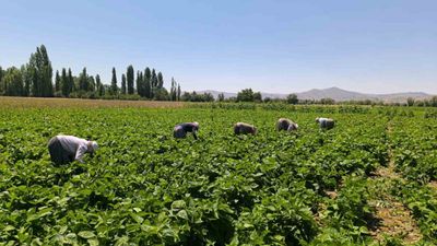 Hasadı başladı, tam yemeklik! Kilosu 15-20 TL...