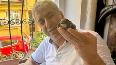 İstanbul'da 6 yıl önce tedavi ettiği kuş 6 yıl sonra penceresine kondu