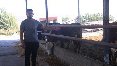 Uruguay'dan Hatay'a getirilen ve kaybolan anguslar için besiciden önemli uyarı