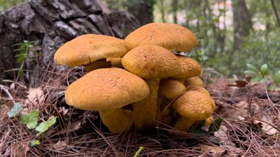 Kesinlikle tüketilmemesi gereken 4 mantar türü