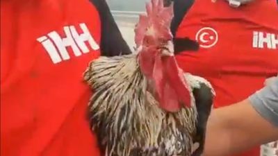 Bilecik'te yeniden yükselen alevlerden kaçan horoz bayıldı: İHH ekibi kurtardı