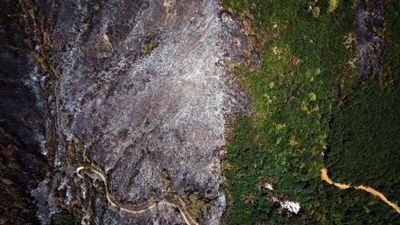 Sakarya'da çıkan yangında ormanlar kül oldu