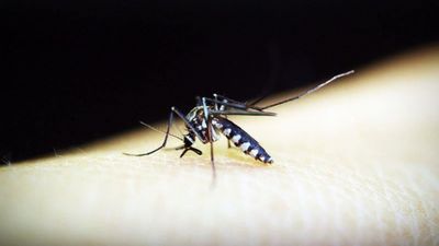 Çin'de 4 binden fazla kişiye sivrisinek kaynaklı chikungunya virüsü bulaştı